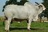 Raca: nelore sexado femea (corte) rgd: 2658 (la)